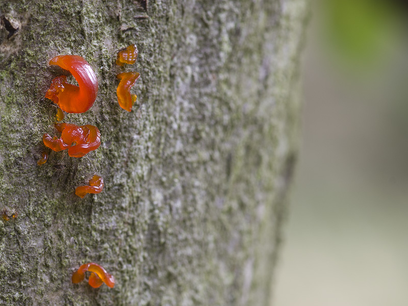 Anthostoma decipiens